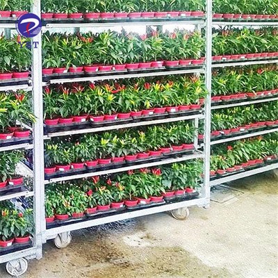 Plant Cc kolica